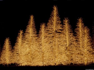 alberi-di-natale