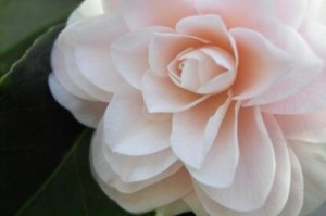 significato-camelia_l.jpg?w=350&h=233
