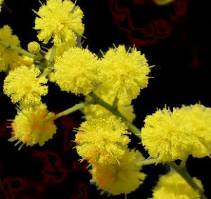 festa della donna