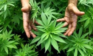 Droga-450x274