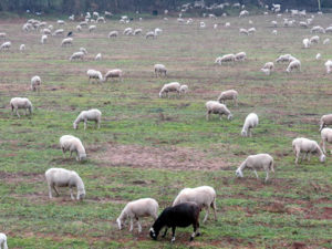 pecore-senza-pastore